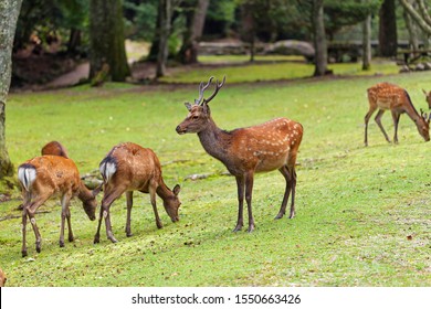 32 Omoto Park Images, Stock Photos & Vectors | Shutterstock