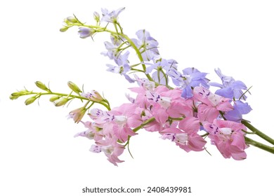 wild delphinium flower isolated on white background - Powered by Shutterstock