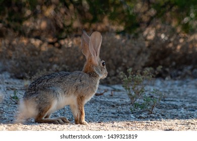 Wild Desert Cottontail Bunny Rabbit Sylvilagus Stock Photo (Edit Now ...