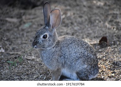 うさぎ の画像 写真素材 ベクター画像 Shutterstock