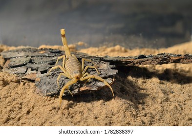 Wild Desert Scorpion Leiurus Quinquestriatus