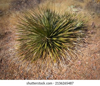 Wild Desert Sotol El Paso TX Chihuahuan Desert