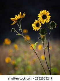 Wild Desert Sunflowers In El Paso Sunshine