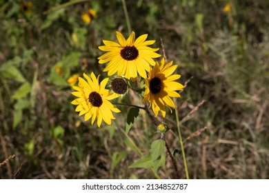 Wild Desert Sunflowers El Paso TX