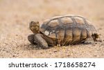 A wild desert tortoise or Gopherus agassizii, on the sandy desert floor in the Mojave Desert, California.