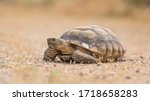 A wild desert tortoise or Gopherus agassizii, on the sandy desert floor in the Mojave Desert, California.