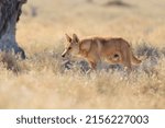 Wild dingo (Canis lupus dingo) stalking pose in vegetation