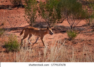 Wild Dingo In The Countryside Looking For Food. Male, Light Brown Color. Individual Dog Hunting Alone. Endemic Species To Australia. Canis Lupus Dingo. Kings Canyon, Northern Territory, Australia