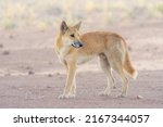 Wild dingo dog (Canis lupus) with hazy backlighting on rocky gibber habitat, South Australia