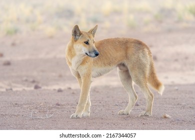 Wild dingo dog (Canis lupus) with hazy backlighting on rocky gibber habitat, South Australia - Shutterstock ID 2167344057