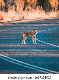 Wild Dingo Dog On Road At Sunset