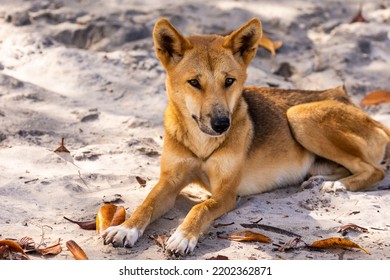 Wild Dingo Sits On The Beach