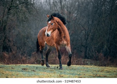 Wild Dirty Free Horse Mustang 
