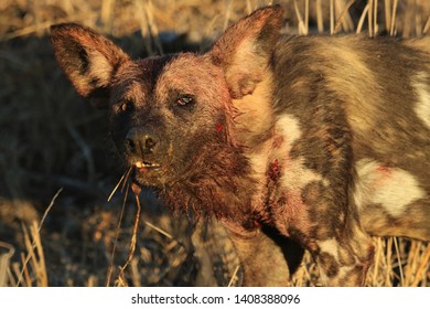 wild dog - battled and bruised