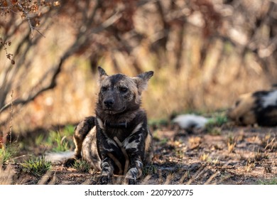 A Wild Dog With Its Ears Back