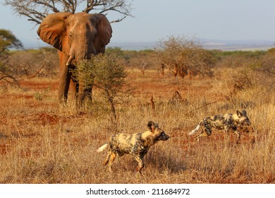 Wild Dog And Elephant In The Bush Together, South Africa