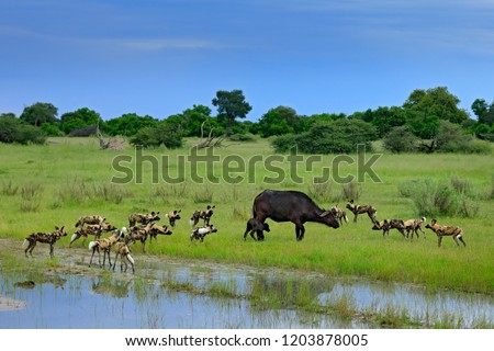 Wild Dog hunting in Botswana, buffalo cow and calf with predator. Wildlife scene from Africa, Moremi, Okavango delta. Animal behaviour, pack pride of African wild dogs offensive attack on young calf. 