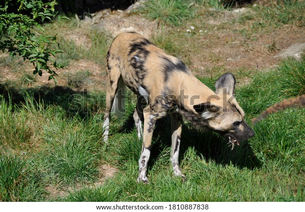 ワイルドドッグ リカオンピクタス Akaの描いた犬とケープ狩りの犬は 他の多くの肉食動物 サハラ以南のアフリカよりも 狩猟が成功しています の写真素材 今すぐ編集 ワイルドドッグ リカオンピクタス Akaの描いた犬とケープ狩りの犬は 他の多くの肉食動物 サハラ以南のアフリカよりも 狩猟が成功しています の写真素材 今すぐ編集