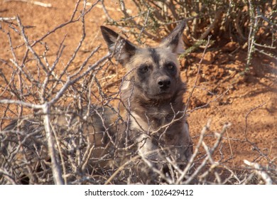 Wild Dog Madikwe South Africa