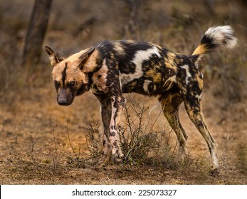 Wild Dog Marking Territory