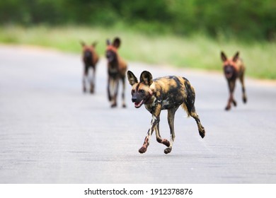 Wild Dog Pack Running Down A Road Before A Hunt, Kruger National Park, South Africa