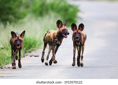 Wild Dog Pack Running Down A Road Before A Hunt, Kruger National Park, South Africa