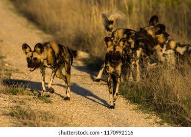 Wild Dog Pack Running And Playing In Road In Kruger National Park