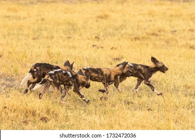 Wild Dog Painted Wolf Pack Running Through The Grass