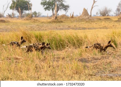 Wild Dog Painted Wolf Pack Running Through The Grass