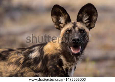 Wild dog portrait from africa