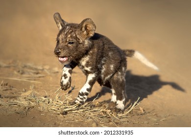 Wild Dog Puppy Running Fast, Cute Animal.