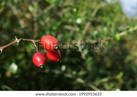 Similar – rose hips Fruit Rose hip