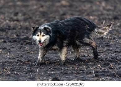 Wild Dog Running On A Muddy Field In The Spring In The Mud.