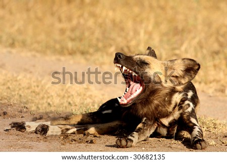 Wild dog in Sabi Sand game reserve, South Africa
