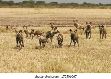 Wild Dog, South Africa