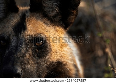 Wild dogs in African national parks (Botswana, Zambia, Zimbabwe, South Africa, Namibia)