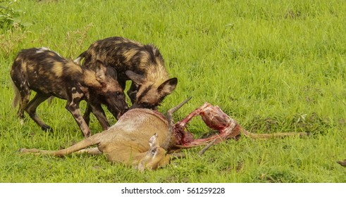 13,416 Wild dog eating Images, Stock Photos & Vectors | Shutterstock