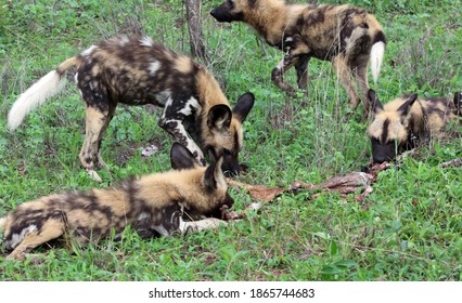 do wild dogs eat their babies