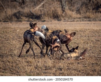 Wild Dogs Fighting Over Kill