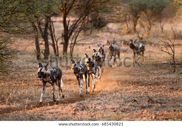 Wild dogs hunting.  Aka African painted dogs,\
painted wolves, African hunting dogs. Picture taken as the dogs\
hunt in a pack.  A game reserve situated in the North West Province\
of South Africa.