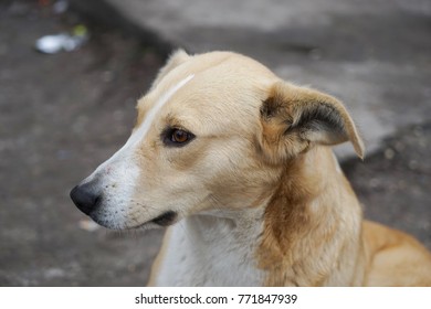 Wild Dogs Inside The Chernobyl Radiation Zone