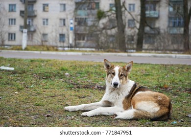 Wild Dogs Inside The Chernobyl Radiation Zone