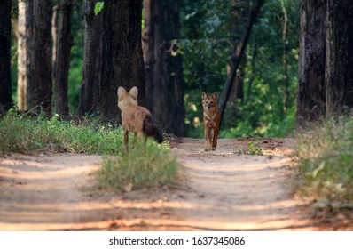 Wild Dogs In Kanha National Park India