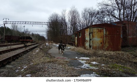 Wild Dogs In Pripyat Chernobyl