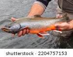 Wild dolly Varden trout caught and released on the Kenai River, Alaska