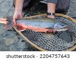 Wild dolly Varden trout caught and released on the Kenai River, Alaska