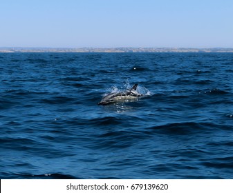 Wild Dolphin In Algarve, Portugal