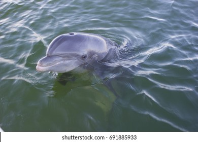 Wild Dolphin In Florida Gulf Of Mexico