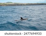 Wild dolphin swimming at the surface of the Atlantic ocean near São Miguel Island, Azores, Portugal. Short beaked common dolphins (Delphinus delphis). Whale watching tour.