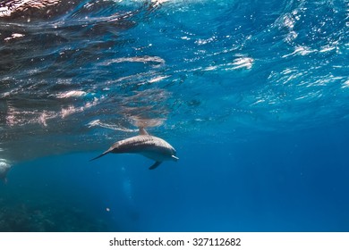 A wild dolphin underwater in Red sea